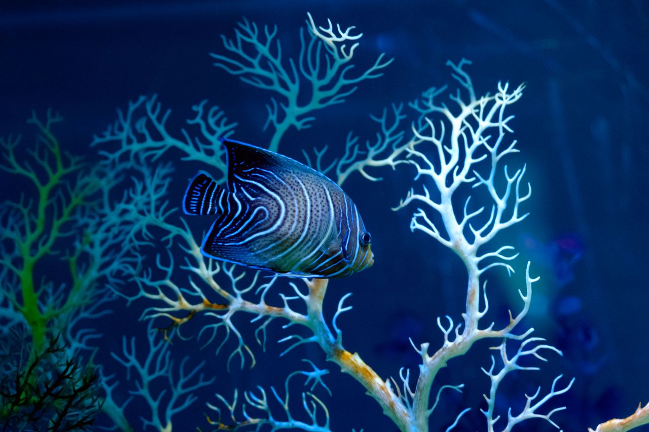 Photo: Heal the Bay Aquarium Los Angeles - The Small Aquarium Under the Pier That Does More Than the Big Ones