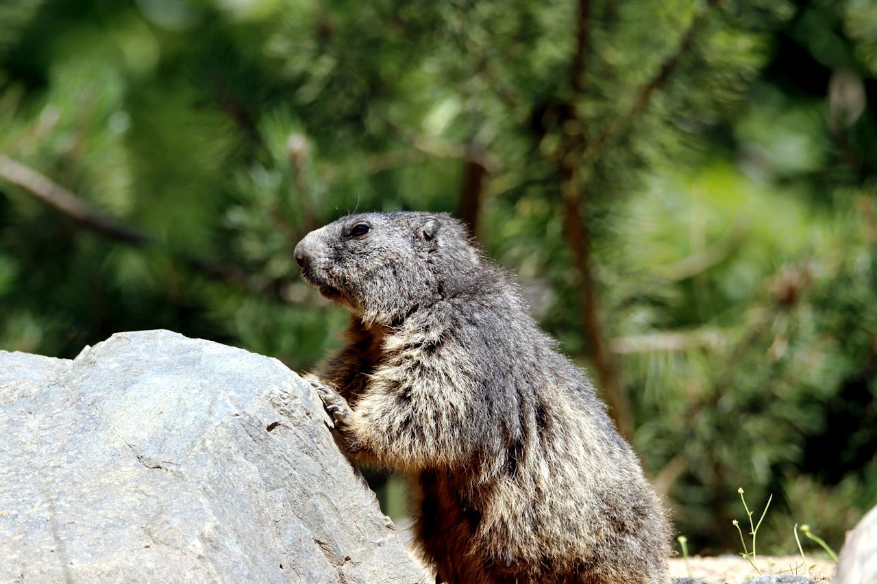 Photo: Groundhog Day Activities for Kids